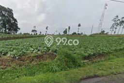 Lahan Strategis di Getasan Dijual dengan Luas 4200m2 Lahan Strategis di Getasan Dijual dengan Luas 4200m2