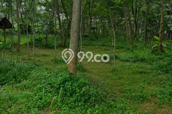 Tanah di Prigen, Pasuruan Luas 3500m2 Dijual Segera Tanah di Prigen, Pasuruan Luas 3500m2 Dijual Segera