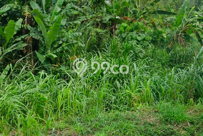 Tanah untuk Dijual Lokasi Prigen, Pasuruan Luas 1900m2 SHM Tanah untuk Dijual Lokasi Prigen, Pasuruan Luas 1900m2 SHM