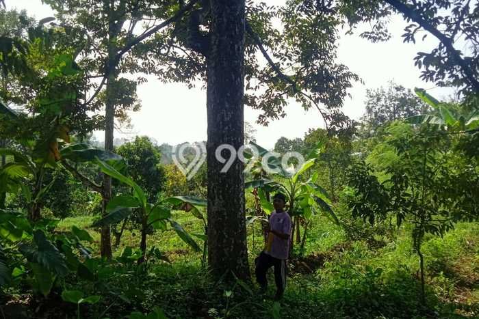 Kavling Tanah di Purwosari Dijual Luas 15000m2 Legalitas SHM Kavling Tanah di Purwosari Dijual Luas 15000m2 Legalitas SHM
