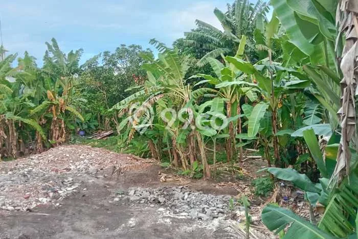 Tanah Disewa di Kerobokan Strategis dan Memiliki Luas 600m2 Tanah Disewa di Kerobokan Strategis dan Memiliki Luas 600m2