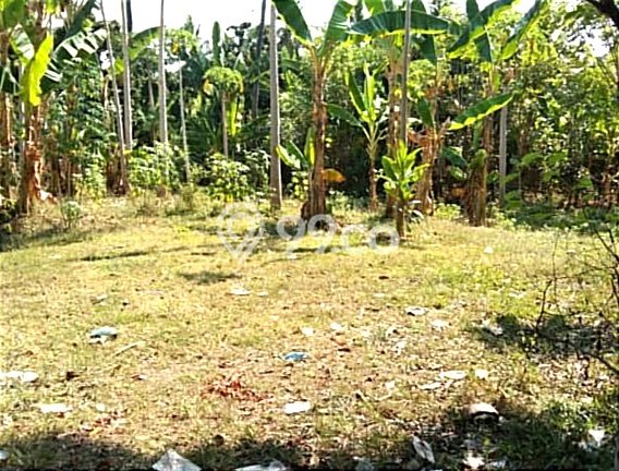 Tanah Dijual di Buleleng Seluas 200m2 Strategis Tanah Dijual di Buleleng Seluas 200m2 Strategis