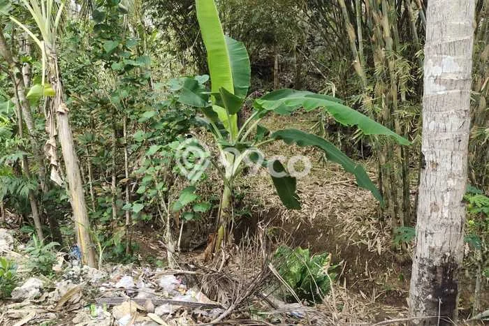 Kavling Tanah Dijual di Pacitan, Pacitan, Luas 968m2 Area Strategis Kavling Tanah Dijual di Pacitan, Pacitan, Luas 968m2 Area Strategis