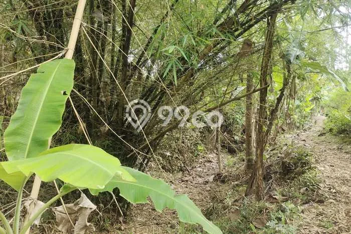 Kavling Tanah Dijual di Pacitan, Pacitan, Luas 968m2 Area Strategis Kavling Tanah Dijual di Pacitan, Pacitan, Luas 968m2 Area Strategis