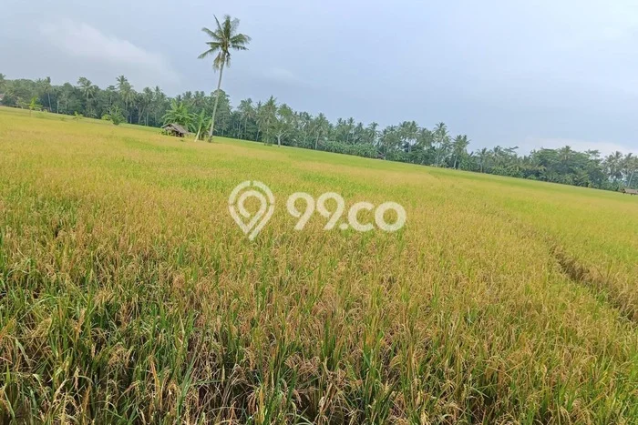Tanah Dijual Lokasi Strategis di Pandeglang dengan Luas 6m2 Tanah Dijual Lokasi Strategis di Pandeglang dengan Luas 6m2