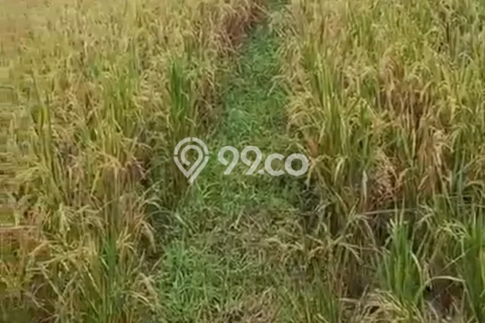 Tanah Dijual Lokasi Strategis di Pandeglang dengan Luas 6m2 Tanah Dijual Lokasi Strategis di Pandeglang dengan Luas 6m2