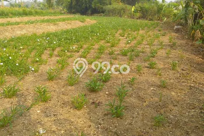 Kavling Tanah untuk Dijual di Dawarblandong, Mojokerto, Luas 1592m2 Kavling Tanah untuk Dijual di Dawarblandong, Mojokerto, Luas 1592m2