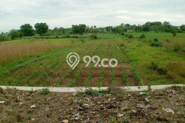 Untuk Dijual Tanah 972m2 di Dawarblandong, Mojokerto Untuk Dijual Tanah 972m2 di Dawarblandong, Mojokerto