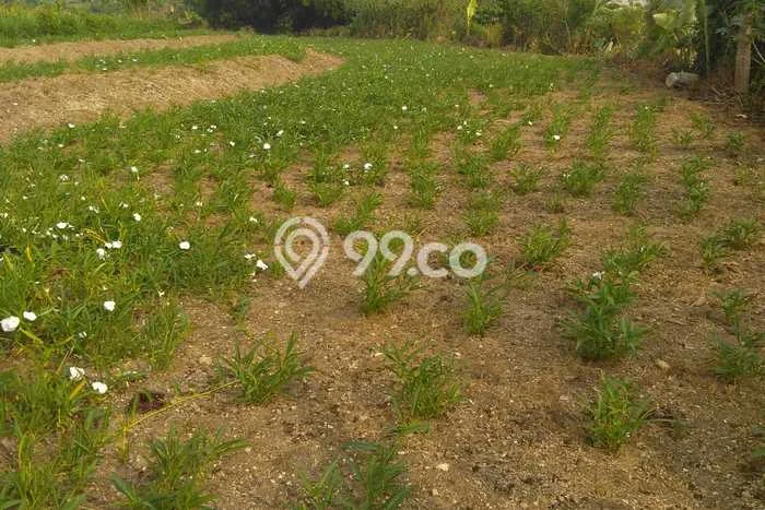 Kavling Tanah untuk Dijual di Dawarblandong, Mojokerto, Luas 1592m2 Kavling Tanah untuk Dijual di Dawarblandong, Mojokerto, Luas 1592m2