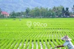 Jarang Ada! Tanah di Sidoarjo Punya Luas 1250m2 - Jarang Ada! Tanah di Sidoarjo Punya Luas 1250m2 -
