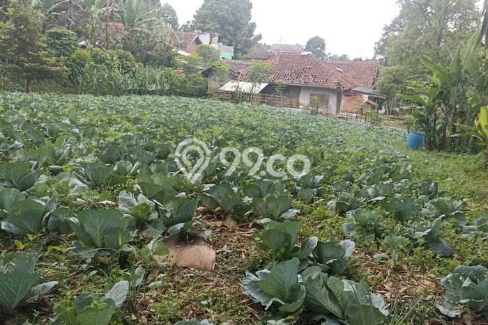 Kavling Tanah Dijual di Ngamprah Bandung Barat Spesifikasi 604m2 Kavling Tanah Dijual di Ngamprah Bandung Barat Spesifikasi 604m2