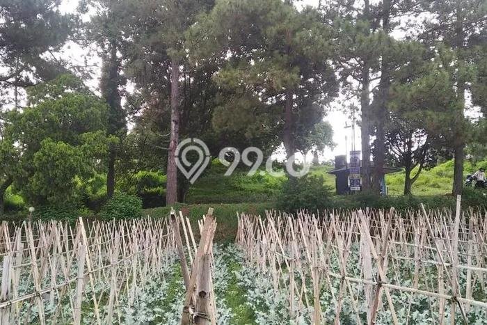 Kavling Tanah Dijual di Parongpong Bandung Barat Spesifikasi 460m2 Kavling Tanah Dijual di Parongpong Bandung Barat Spesifikasi 460m2