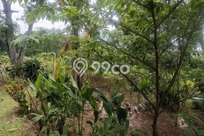 Lahan Kosong Dijual di Megamendung, Bogor, Luas 13115m2 Area Strategis Lahan Kosong Dijual di Megamendung, Bogor, Luas 13115m2 Area Strategis