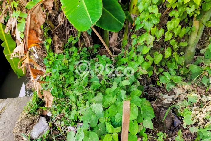 Tanah Dijual Area Strategis di Umalas Badung 260m2 Tanah Dijual Area Strategis di Umalas Badung 260m2