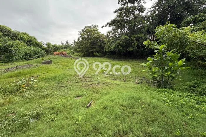 Untuk Disewa Tanah di Pererenan Badung Seluas 3250m2 Untuk Disewa Tanah di Pererenan Badung Seluas 3250m2