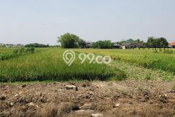 Kavling Tanah Dijual di Tulangan Sidoarjo Spesifikasi 280m2 Kavling Tanah Dijual di Tulangan Sidoarjo Spesifikasi 280m2