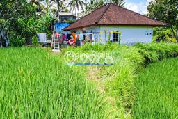 Rumah 2 KT 1 KM Luas Tanah 2700m2m², LB 100m2m² di Ubud, Gianyar Rumah 2 KT 1 KM Luas Tanah 2700m2m², LB 100m2m² di Ubud, Gianyar