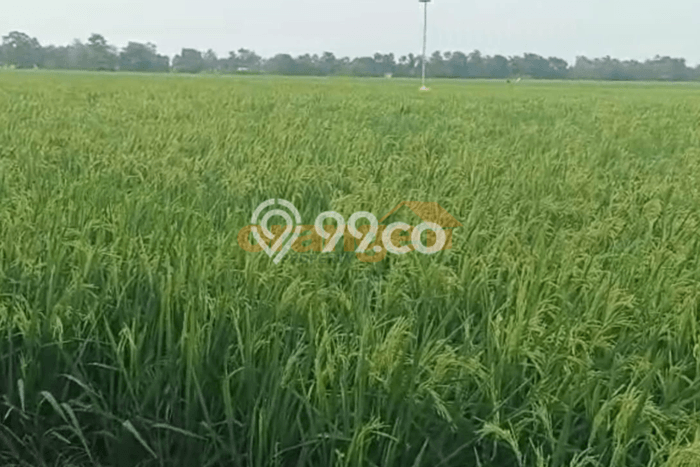 Tanah Dijual Lokasi Karawang Barat, Karawang Luas 12627m2 Legalitas Aman Tanah Dijual Lokasi Karawang Barat, Karawang Luas 12627m2 Legalitas Aman