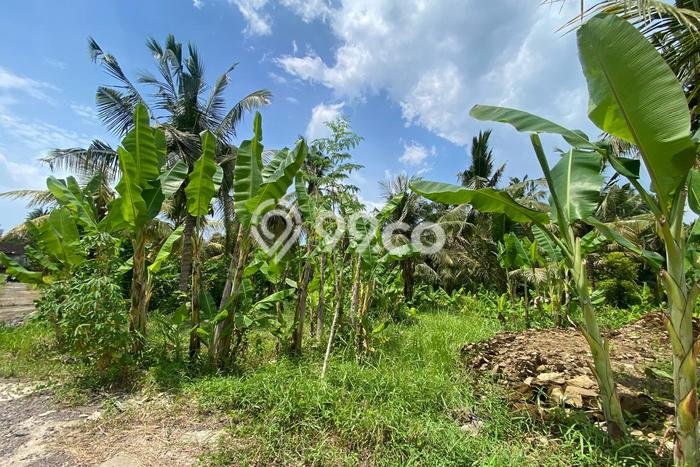Tanah Disewakan Lokasi Jembrana Seluas 350m2 Strategis dan Aman Tanah Disewakan Lokasi Jembrana Seluas 350m2 Strategis dan Aman