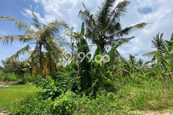 Tanah Disewakan Lokasi Jembrana Seluas 350m2 Strategis dan Aman Tanah Disewakan Lokasi Jembrana Seluas 350m2 Strategis dan Aman