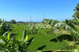 Kavling Tanah Dijual di Gianyar Gianyar Spesifikasi 9100m2 Kavling Tanah Dijual di Gianyar Gianyar Spesifikasi 9100m2