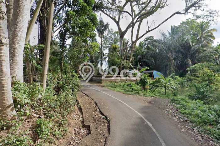 Tanah Kavling Dijual di Sangeh, Badung dengan Luas Tanah 3800m2 Tanah Kavling Dijual di Sangeh, Badung dengan Luas Tanah 3800m2