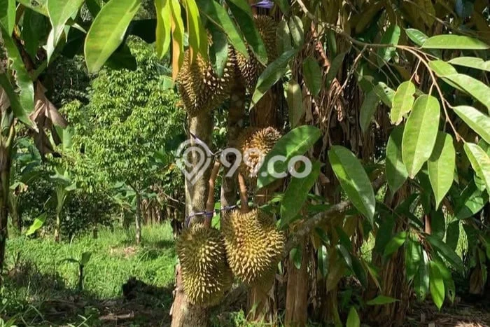 Lahan Kosong Dijual di Taktakan, Serang, Luas 10560m2 Area Strategis Lahan Kosong Dijual di Taktakan, Serang, Luas 10560m2 Area Strategis