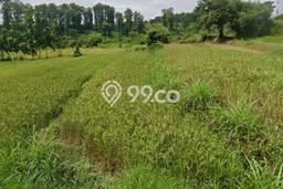 Jarang Ada! Tanah di Lumbang Punya Luas 19800m2 SHM Jarang Ada! Tanah di Lumbang Punya Luas 19800m2 SHM