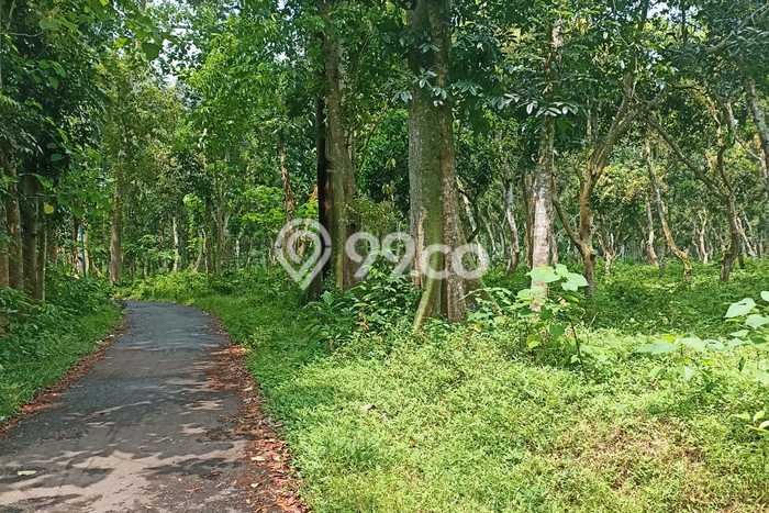 Dijual Tanah Lokasi Probolinggo, Probolinggo Seluas 60000m2 Dijual Tanah Lokasi Probolinggo, Probolinggo Seluas 60000m2