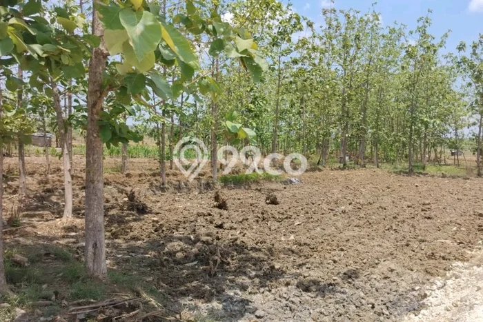 Tanah untuk Dijual Lokasi Kedamean, Gresik Luas 3180m2 SHM Tanah untuk Dijual Lokasi Kedamean, Gresik Luas 3180m2 SHM