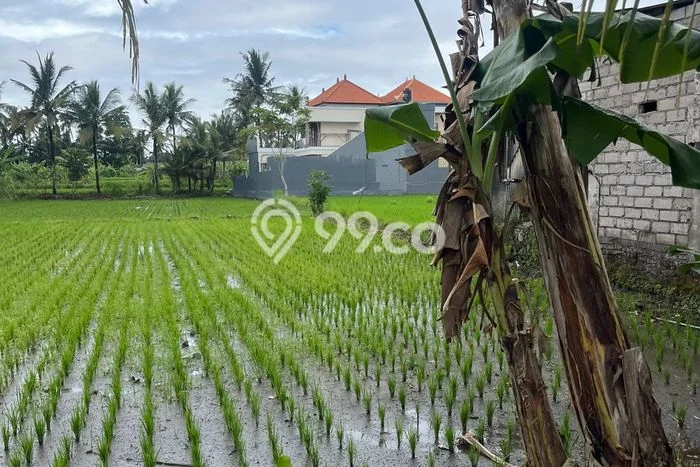 Tanah Siap Bangun Dijual di Gianyar Punya Luas 1800m2 Tanah Siap Bangun Dijual di Gianyar Punya Luas 1800m2