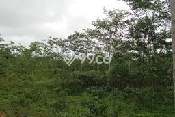 Kavling Tanah Dijual di Malingping Lebak Spesifikasi 25000m2 Kavling Tanah Dijual di Malingping Lebak Spesifikasi 25000m2