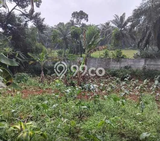 Dijual Tanah di Kemang Bogor Luas 1486m2 SHM Dijual Tanah di Kemang Bogor Luas 1486m2 SHM