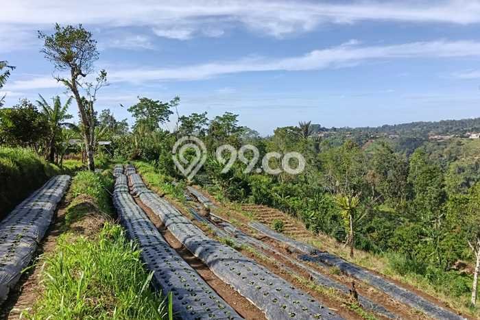 Lahan untuk Dijual di Baturiti Tabanan Luas 179900m2 Lahan untuk Dijual di Baturiti Tabanan Luas 179900m2