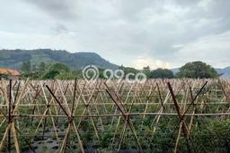 Dijual Tanah Lokasi Lembang, Bandung Seluas 4330m2 Dijual Tanah Lokasi Lembang, Bandung Seluas 4330m2