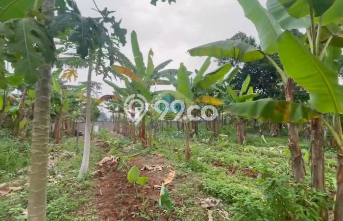 Tanah Siap Pakai Disewakan di Panongan, Tangerang, Luas 8000m2 Tanah Siap Pakai Disewakan di Panongan, Tangerang, Luas 8000m2