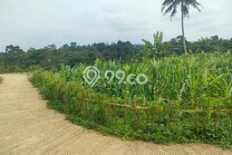 Tanah Kavling di Cijeruk Dijual dengan Luas 3000m2 Tanah Kavling di Cijeruk Dijual dengan Luas 3000m2