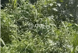 Tanah Kavling Dijual di Bandung dengan Spesifikasi 460m2 Tanah Kavling Dijual di Bandung dengan Spesifikasi 460m2
