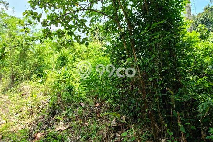 Kavling Tanah Disewakan di Kerambitan Tabanan Luas 2700m2 Strategis Kavling Tanah Disewakan di Kerambitan Tabanan Luas 2700m2 Strategis