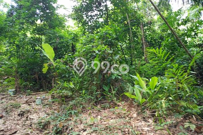 Kavling Tanah Disewakan di Kerambitan Tabanan Luas 2700m2 Strategis Kavling Tanah Disewakan di Kerambitan Tabanan Luas 2700m2 Strategis