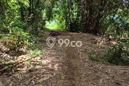 Kavling Tanah Disewakan di Kerambitan Tabanan Luas 2700m2 Strategis Kavling Tanah Disewakan di Kerambitan Tabanan Luas 2700m2 Strategis