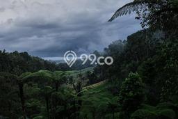 Tanah Kavling untuk Dijual di Tabanan Tabanan 11000m2 Tanah Kavling untuk Dijual di Tabanan Tabanan 11000m2