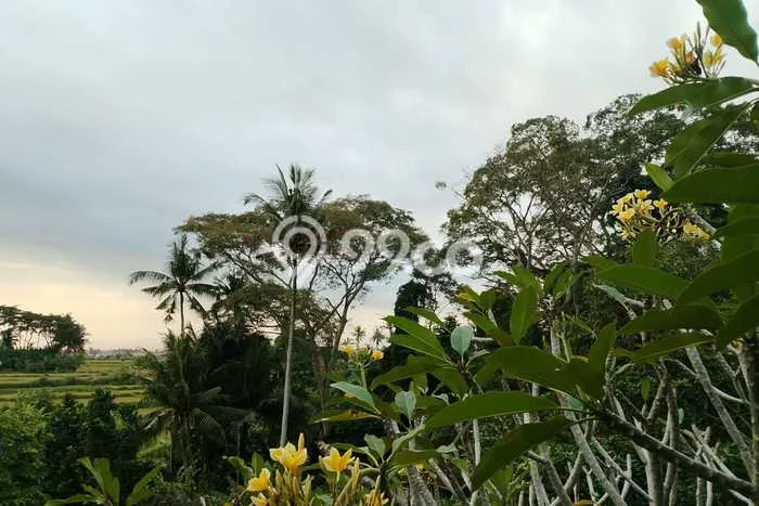 Disewakan Tanah di Singapadu Gianyar Seluas 8543m2 Disewakan Tanah di Singapadu Gianyar Seluas 8543m2
