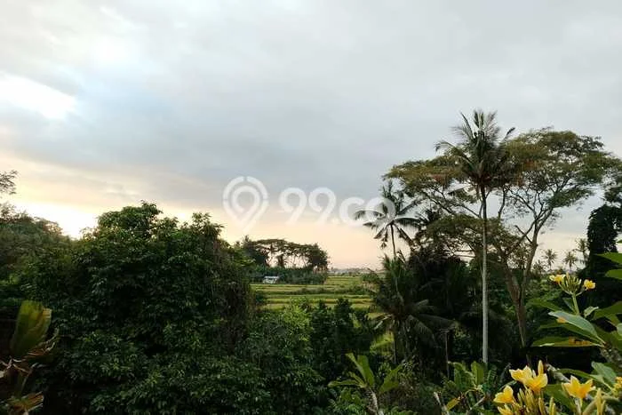 Disewakan Tanah di Singapadu Gianyar Seluas 8543m2 Disewakan Tanah di Singapadu Gianyar Seluas 8543m2