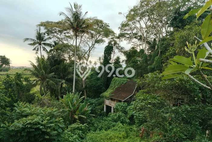 Disewakan Tanah di Singapadu Gianyar Seluas 8543m2 Disewakan Tanah di Singapadu Gianyar Seluas 8543m2