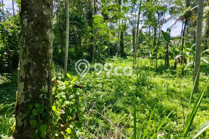 Tanah Kawasan Tegallalang, Luas 4500m2m², Lokasi Strategis, Lingkungan Asri, Bebas Banjir Tanah Kawasan Tegallalang, Luas 4500m2m², Lokasi Strategis, Lingkungan Asri, Bebas Banjir