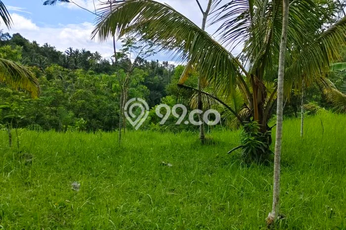 Kavling Tanah di Tampaksiring Dijual Luas 2000m2 Legalitas SHM Kavling Tanah di Tampaksiring Dijual Luas 2000m2 Legalitas SHM