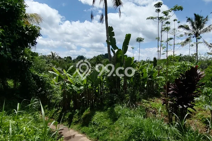 Tanah Kosong Dijual di Gianyar dengan Area 25m2 Tanah Kosong Dijual di Gianyar dengan Area 25m2