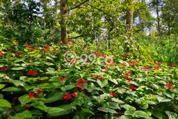 Lahan Kosong Dijual di Gianyar dengan Area 1000m2 Lahan Kosong Dijual di Gianyar dengan Area 1000m2