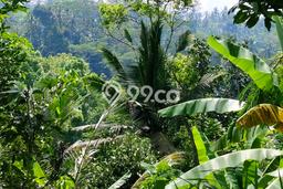 Dijual Tanah Area Prospektif di Tampaksiring, Luas 3800m2m², Akses Tampaksiring, Gianyar, Gianyar Dijual Tanah Area Prospektif di Tampaksiring, Luas 3800m2m², Akses Tampaksiring, Gianyar, Gianyar